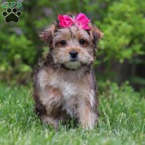 Olive, Yorkie Poo Puppy